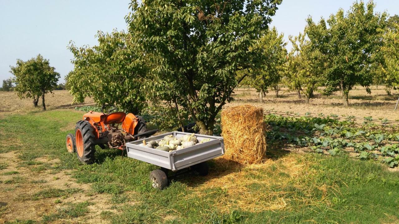 L'Albero Della Gioia Bed and Breakfast Villanova sull'Arda Exterior foto
